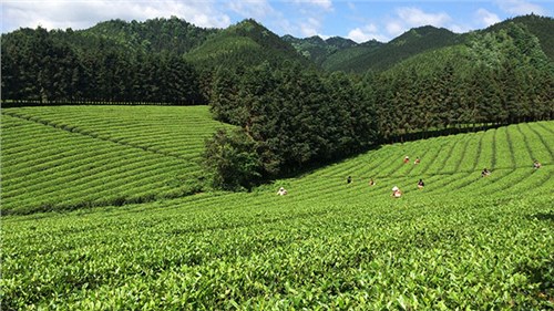 农业部牵头成立中国茶产业联盟，公司选为副理事长单位