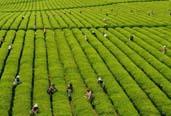 2013年，全国茶叶生产继续增产增收