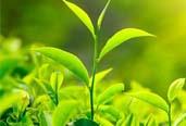立法促进泉州茶产业发展